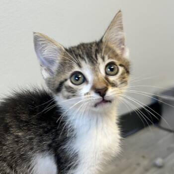 Heather Mason -  Domestic Short Hair Cat for Adoption in Uniontown, Pennsylvania - Heather Mason | PetCurious