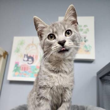 Domestic Short Hair Cats Available for Adoption - Penelope Bridgerten | PetCurious