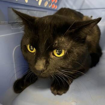 Domestic Short Hair Cats Available for Adoption in Oak Park, Illinois - Smokey | PetCurious