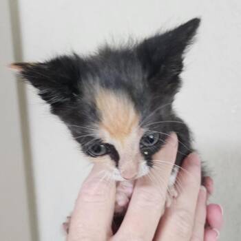 Nora -  Domestic Medium Hair Cat for Adoption in Houston, Texas - Nora | PetCurious