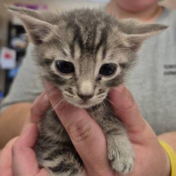 Domestic Short Hair Cats Available for Adoption in Lake Panasoffkee, Florida - Pesto | PetCurious