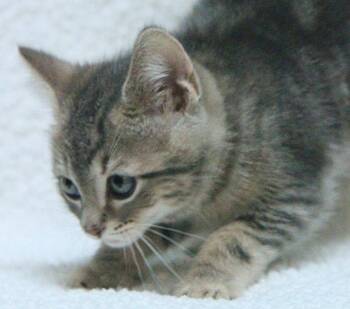 Domestic Short Hair Cats Available for Adoption - Shakespeare | PetCurious