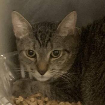 Milo -  Domestic Short Hair Cat for Adoption in West Palm Beach, Florida - Milo | PetCurious