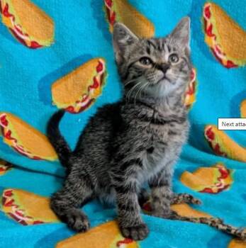 FOUR POUNDS OF BUTTER -  Domestic Short Hair Cat for Adoption in Colorado Springs, Colorado - FOUR POUNDS OF BUTTER | PetCurious