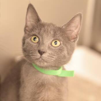 Circe (green collar) -  Domestic Short Hair Cat for Adoption in Philadelphia, Pennsylvania - Circe (green Collar) | PetCurious
