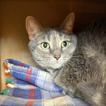 Nikki -  Domestic Short Hair Cat for Adoption in West Olive, Michigan - Nikki | PetCurious