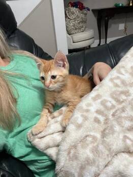 Domestic Short Hair Cats Available for Adoption in Evans, Georgia - Trix | PetCurious