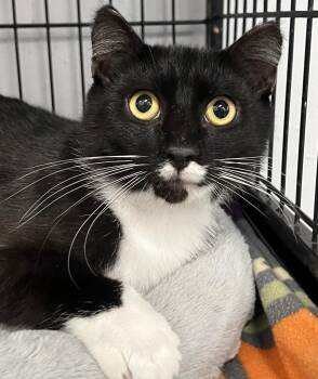 Rambler -  Domestic Short Hair Cat for Adoption in Johnston, Rhode Island - Rambler | PetCurious