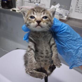 Frittata -  Domestic Short Hair Cat for Adoption in Summerville, South Carolina - Frittata | PetCurious