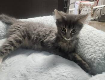 WALKER -  Domestic Short Hair and Tabby Cat for Adoption in Lexington, Tennessee - WALKER | PetCurious