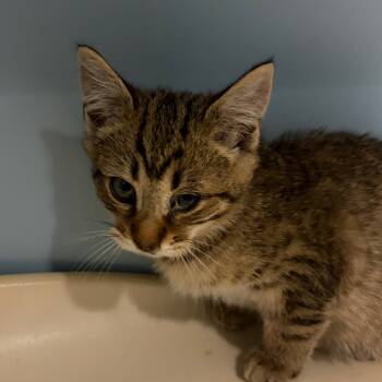 Rescue Domestic Short Hair Cats for Adoption in Chattanooga, Tennessee - Prime Day | PetCurious