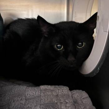 Ben -  Domestic Short Hair Cat for Adoption in Providence, Rhode Island - Ben | PetCurious