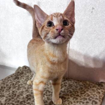 Sherbert -  Domestic Short Hair Cat for Adoption in Belleville, Illinois - Sherbert | PetCurious