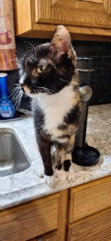 Rescue Domestic Short Hair Cats for Adoption in Northfield, Ohio - MARIGOLD | PetCurious