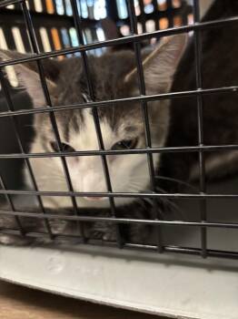 CHEETO -  Domestic Short Hair Cat for Adoption in Las Vegas, Nevada - CHEETO | PetCurious