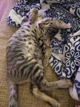 Rescue Domestic Short Hair Cats for Adoption in Shreveport, Louisiana - Jughead | PetCurious