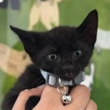 Unagi -  Domestic Short Hair Cat for Adoption in Tampa, Florida - Unagi | PetCurious