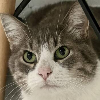 Ozzy -  Domestic Short Hair Cat for Adoption in Murray, Utah - Ozzy | PetCurious