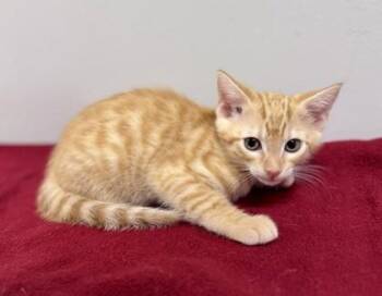 Buzz -  Domestic Short Hair Cat for Adoption in Watkinsville, Georgia - Buzz | PetCurious