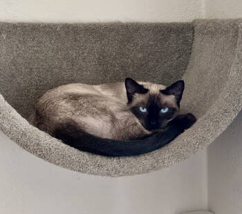 Rescue Siamese Cats for Adoption in Long Beach, California - SoSo Sweet | PetCurious
