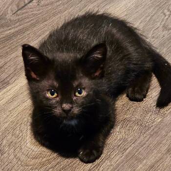 Rescue Domestic Short Hair Cats for Adoption in Port Richey, Florida - Zizi Jeanmaire | PetCurious