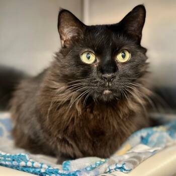Domestic Long Hair Cats Available for Adoption - Onyx  | PetCurious