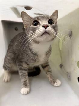 Domestic Short Hair Cats Available for Adoption - DOLLY | PetCurious