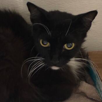 Mama Panther -  Domestic Short Hair Cat for Adoption in Yuma, Arizona - Mama Panther | PetCurious