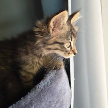 Jacques -  Domestic Long Hair Cat for Adoption in Normal, Illinois - Jacques | PetCurious