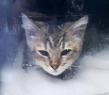 Perseus -  Domestic Short Hair Cat for Adoption in Nashville, Tennessee - Perseus | PetCurious