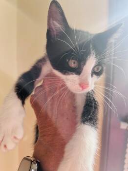 Rescue Tuxedo Cats for Adoption in Columbia, South Carolina - Juniper | PetCurious