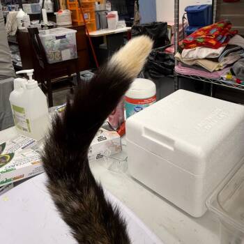 Blossom -  Domestic Short Hair Cat for Adoption in Bismarck, North Dakota - Blossom | PetCurious