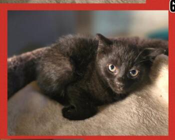 Blackbeard -  Domestic Short Hair Cat for Adoption in Elizabeth, Pennsylvania - Blackbeard | PetCurious