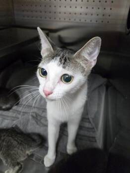LADY -  Domestic Short Hair Cat for Adoption in Killeen, Texas - LADY | PetCurious