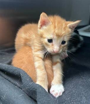 FLAMIN -  Domestic Short Hair Cat for Adoption in Dallas, Texas - FLAMIN | PetCurious