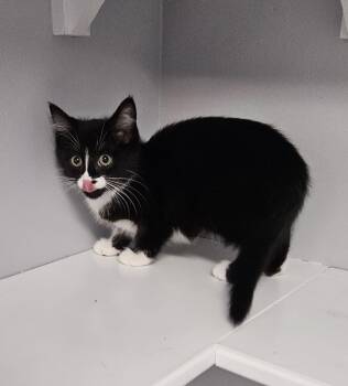 Rescue Domestic Short Hair Cats for Adoption in Brockport, New York - Yin | PetCurious