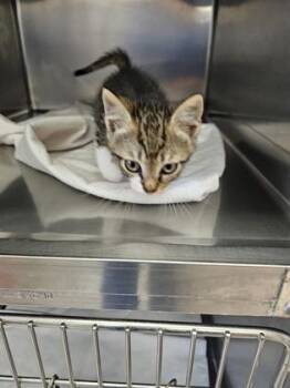 Domestic Short Hair Cats Available for Adoption in Gainesville, Florida - Potato | PetCurious