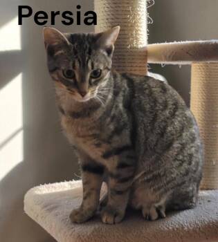 Persia -  Tabby Cat for Adoption in Weems, Virginia - Persia | PetCurious