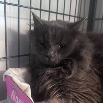 Domestic Long Hair Cats Available for Adoption in Davenport, Iowa - Lord Farquaad | PetCurious