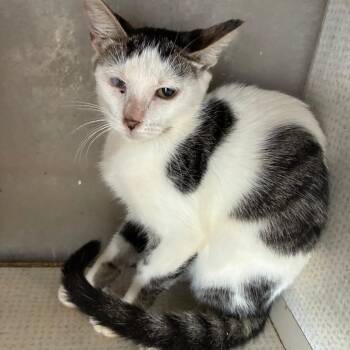 Cream Puff -  Domestic Short Hair Cat for Adoption in Austin, Texas - Cream Puff | PetCurious
