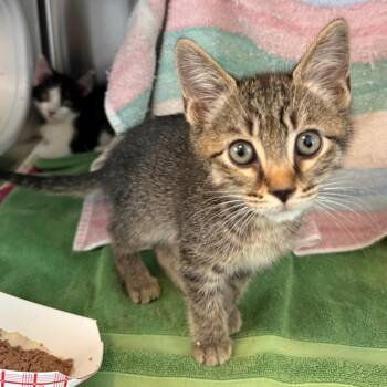 Bean -  Domestic Short Hair Cat for Adoption in Pittsburgh, Pennsylvania - Bean | PetCurious