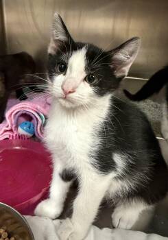Skipper -  Domestic Short Hair Cat for Adoption in Wantagh, New York - Skipper | PetCurious