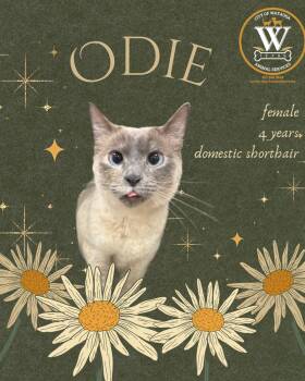 Applehead Siamese Cats Available for Adoption in Watauga, Texas - Odie | PetCurious