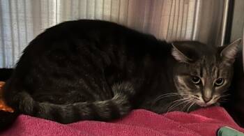 Rescue Domestic Short Hair Cats for Adoption in Pontiac, Michigan - Ace | PetCurious