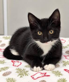 Artie -  Domestic Short Hair Cat for Adoption in Trenton, New Jersey - Artie | PetCurious