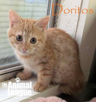Rescue Domestic Short Hair Cats for Adoption in Groveland, Florida - Doritos | PetCurious