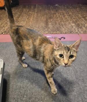 Mitzy -  Domestic Short Hair Cat for Adoption in Warr Acres, Oklahoma - Mitzy | PetCurious