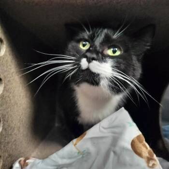 Domestic Short Hair Cats Available for Adoption in Pueblo, Colorado - ROSWELL | PetCurious