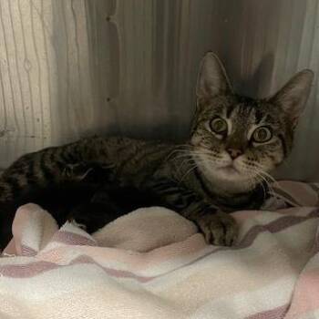 Domestic Short Hair Cats Available for Adoption in Springfield, Illinois - Shelia | PetCurious