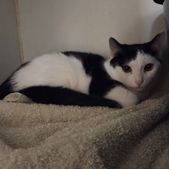 Rescue Domestic Short Hair Cats for Adoption in Oak Brook, Illinois - Skittles | PetCurious